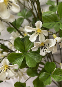 White Olive Blossom Branch