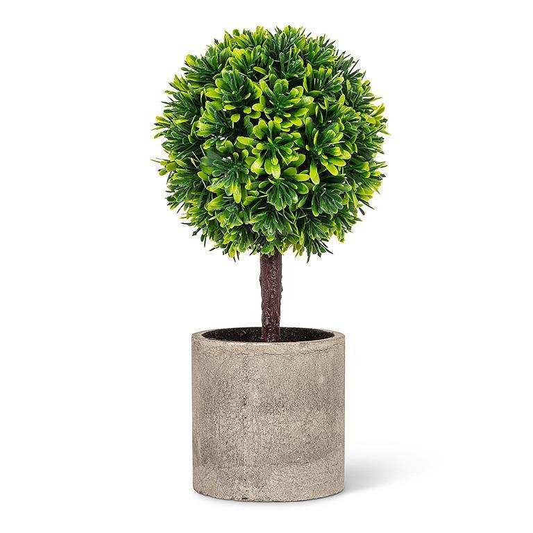 Boxwood Potted Topiary